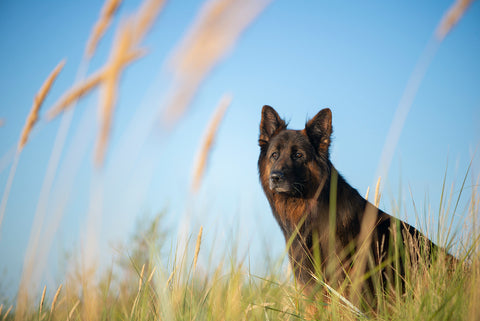 Ein Deutscher Schäferhund sitzt auf grünem Gras