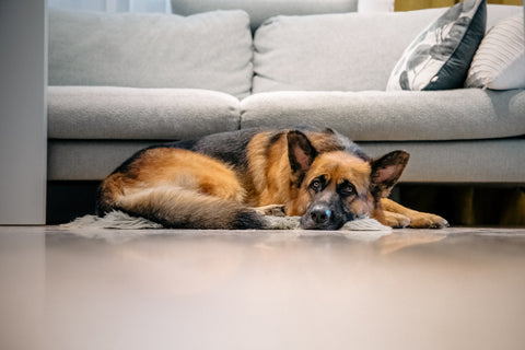 A German shepherd is sleeping on the floor.