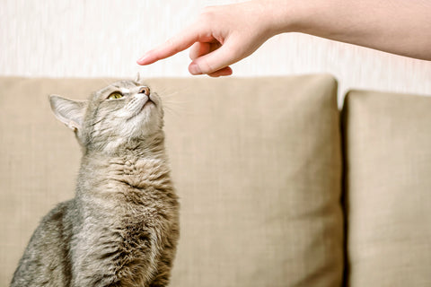 A gray striped cat sits on a beige sofa and watching a owner hand.