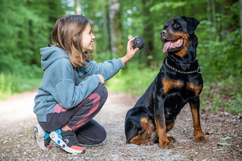 A little girl plays with a ball toy with her dog of the Rottweiler breed on a path in a forest.