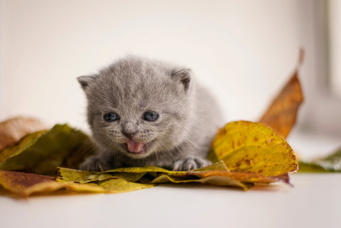 Ein kleines graues Kätzchen miaut am Fenster mit Blättern