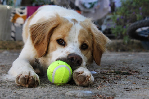 A pet dog biting a tennis ball