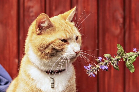 A red cat in a collar looks at a wildflower