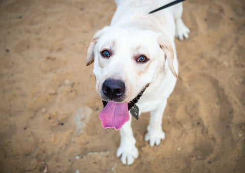 A white Labrador walking in a summer field.