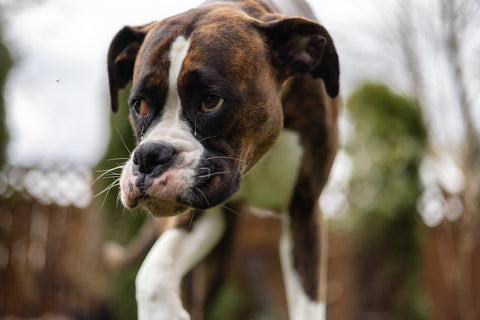 Adorable Boxer Dog on grass