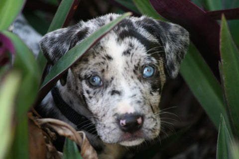 Adorable Catahoula Leopard puppy lying on the lush green grass of an outdoor yard.
