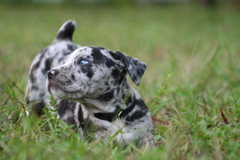 Adorable Catahoula Leopard puppy playing in the outdoor yard during a sunny day.