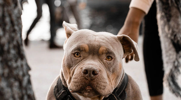 Bagvaskelse fure kapre American Bulldog Pitbull Mix: Detailed Information