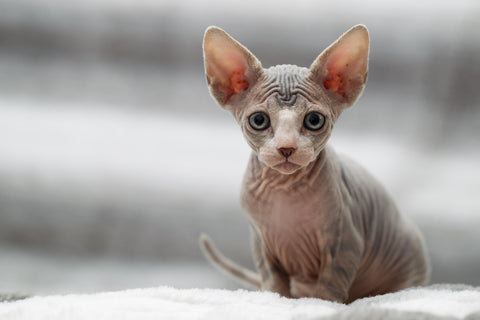 Tierporträt einer Sphynx-Katze, die in die Kamera blickt