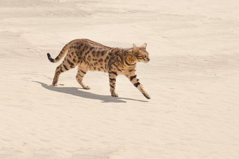 Savannah-Katze in der Wüste