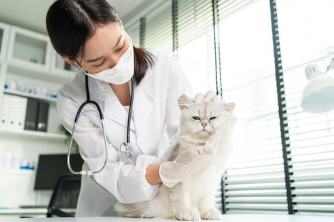 Asiatischer Tierarzt untersucht Katze während Termin in Tierklinik.