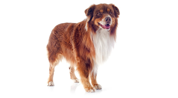 australian shepherd border collie