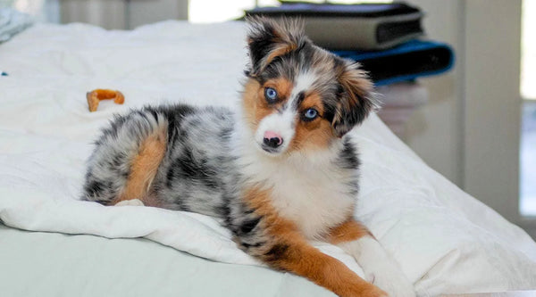 Australian Shepherd Miniature