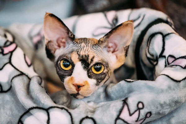 baby sphynx cat