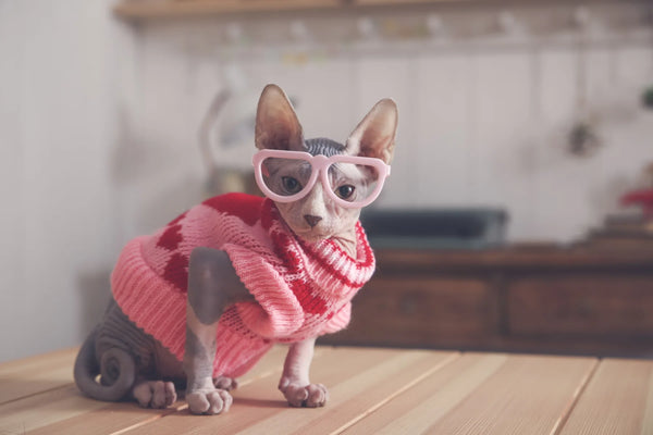 baby sphynx cat