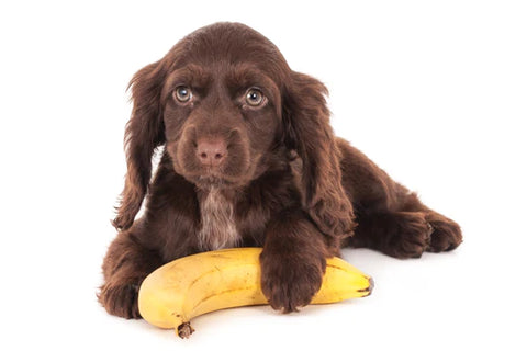 Closeup shot of an English cocker spaniel puppy dog with a banana isolated on a white background