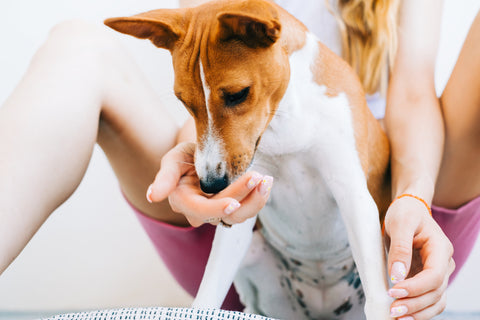 Basenji puppy dog eats food from the woman hand.