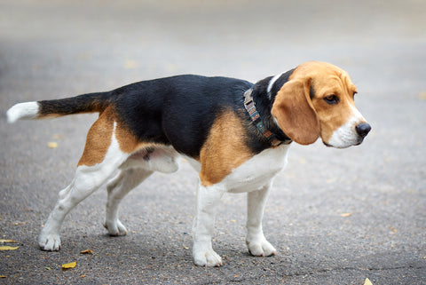 Beagle-Hund für einen Spaziergang.