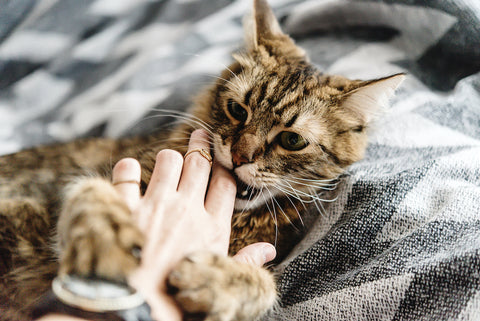 beautiful cute cat playing with woman hand and biting on stylish bed with funny emotions