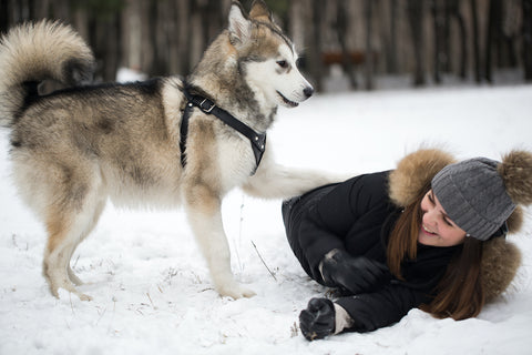 Beautiful girl in the winter forest with husky