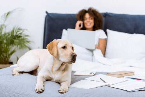 Schöner Labrador-Hund liegt auf dem Bett, während eine Frau mit einem Laptop arbeitet und zu Hause telefoniert