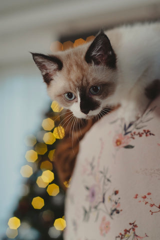 Beautiful Siamese cat with bokeh lights