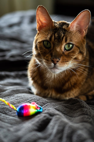 Schöne Bengalkatze mit Regenbogen-Spielzeugmaus.