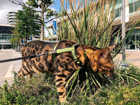Bengal cat on a leash eating grass outside