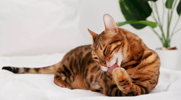 bengal cat hypoallergenic