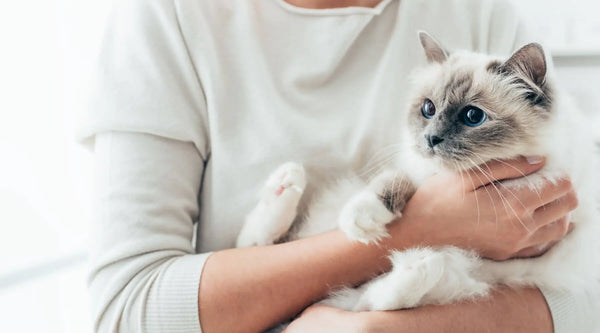 Birman Cat Personality