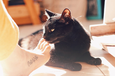 Schwarze Katze riecht an einem Fuß