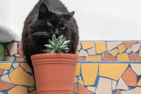 Black cat smelling a little succulent plant