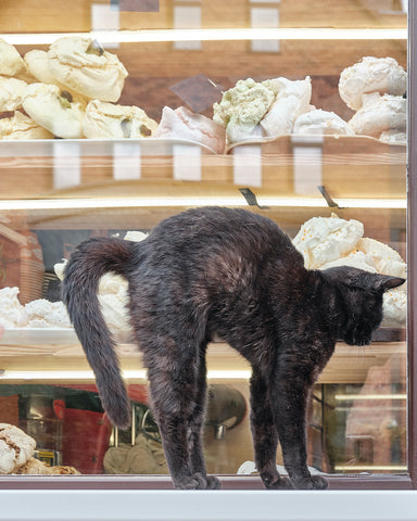 Black cute cat arching back on counter over background of showcase with cakes meringues.