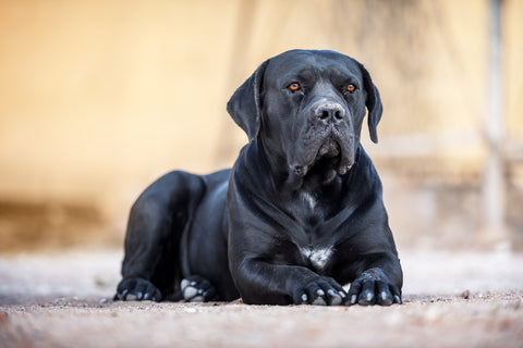 Der schwarze Hunderasse Cane Corso liegt auf dem Boden