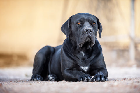 Black dog breed Cane Corso lies on the ground