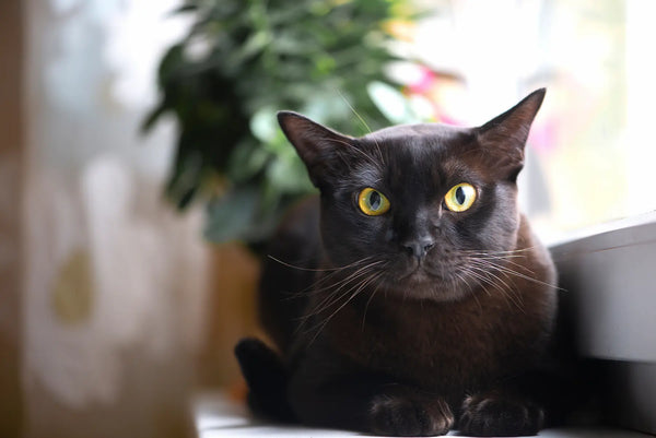 20 Black Cat Breeds