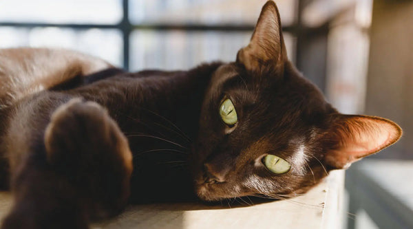 black siamese cats