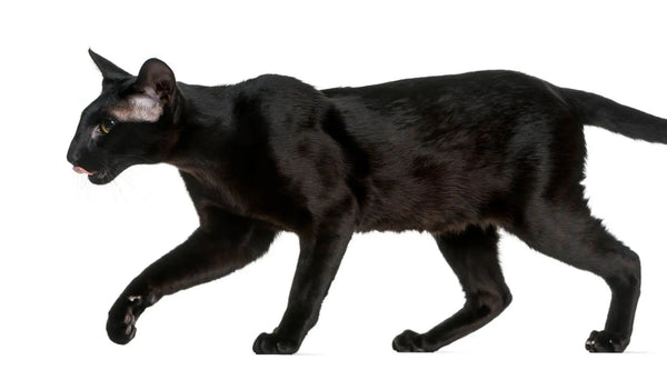 black siamese cat traits