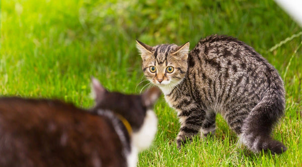 a tabby cat who has a tail down, setting an example for cat communication