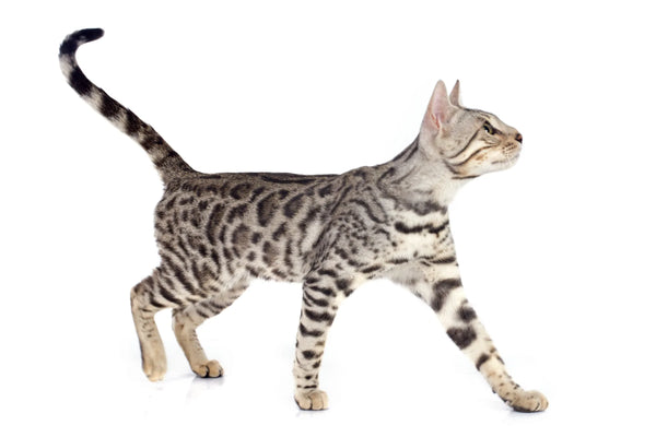 blue bengal cat 