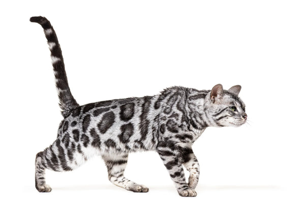 What Is A Blue Bengal Cats?Let's Learn Blue Bengal Cat Breed