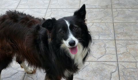 Niedlicher Border-Collie-Welpe zu Hause