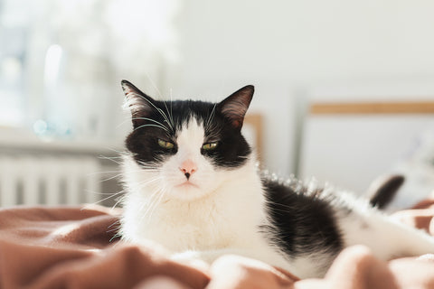 Bored young black and white mixed breed cat