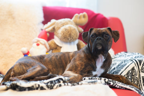 Boxerhund liegt zu Hause