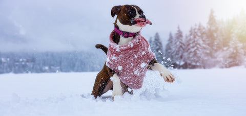 Boxer dog playing in snow