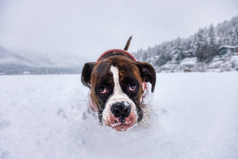 Boxerhund spielt im Schnee