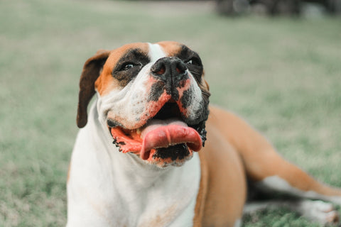 Boxerhund lächelt