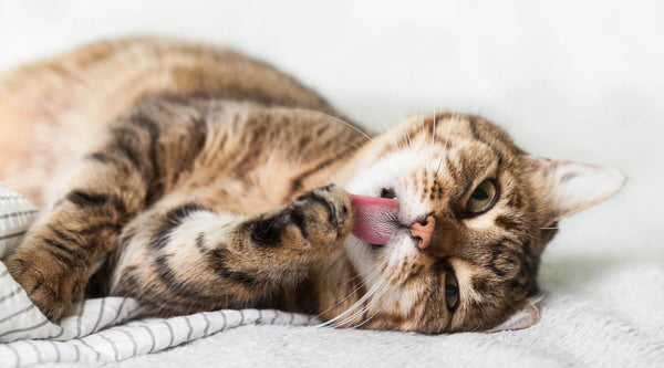 can cats eat chocolate