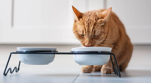 can cats eat chocolate