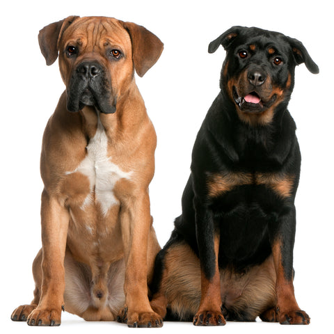 Cane Corso and a Rottweiler sitting in front of a white background